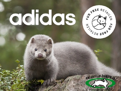 adidaskrzno