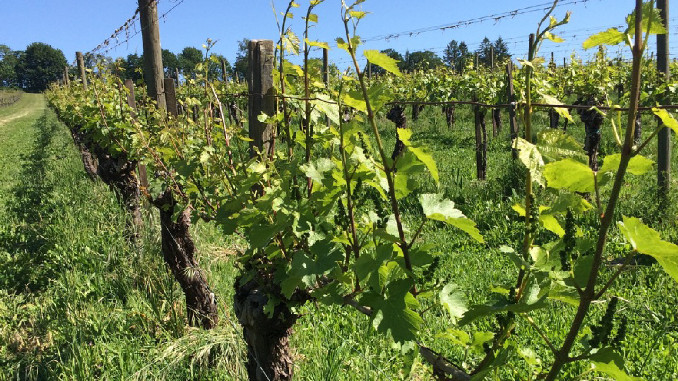 vinograd
