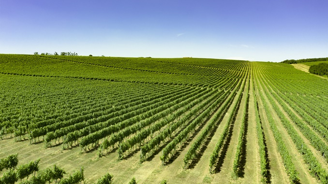 Vinogradi_Vina_Belje_Marko_Rakic Vina Belje