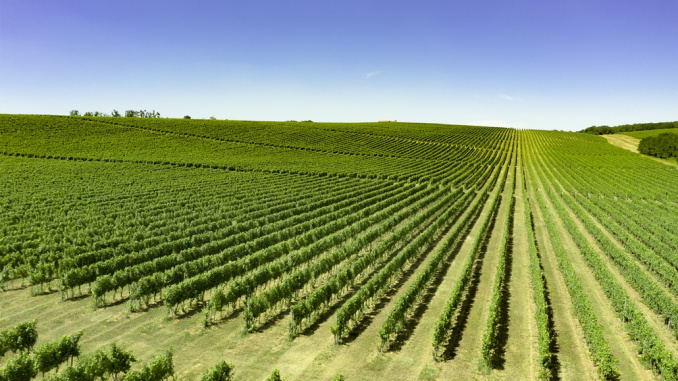 Vinogradi_Vina_Belje_Marko_Rakic