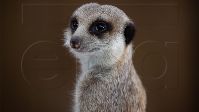 ZOO