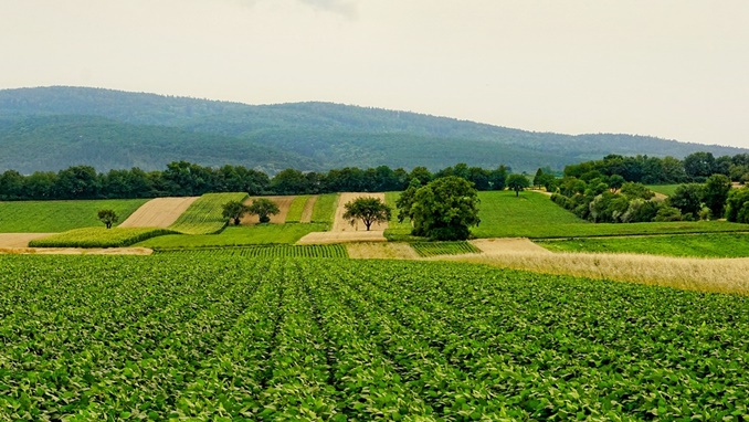 agrokultura